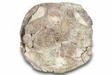 Fossil Tortoise (Stylemys) Shell - Nebraska #269617-1